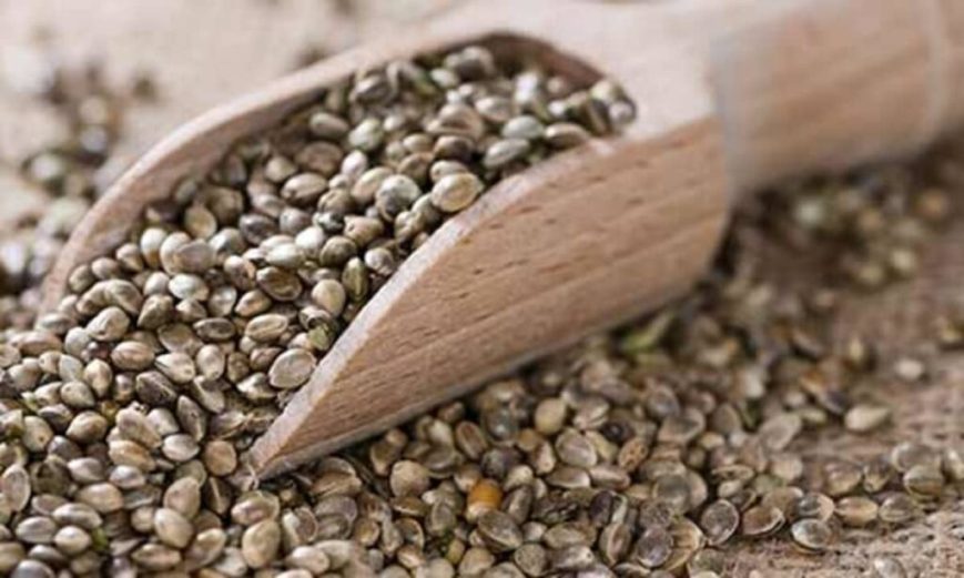Hemp Seed Benefits on the Body